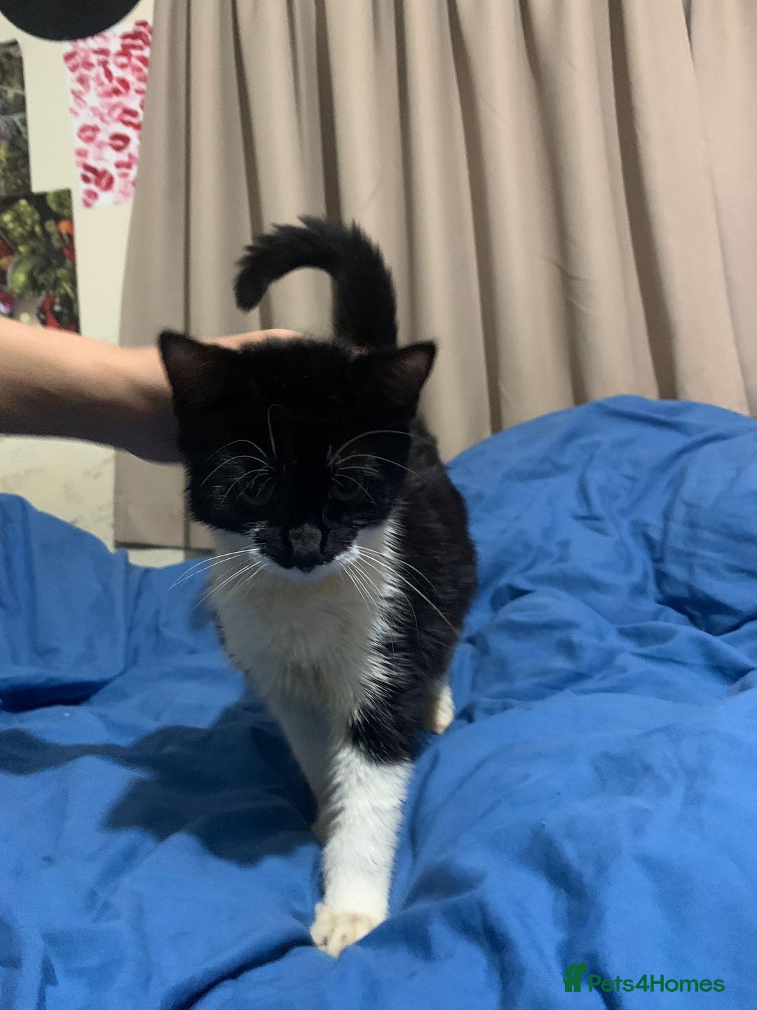 Mixed Breed cats for adoption: 4 lovely kittens looking for there forever home  - Advert 8