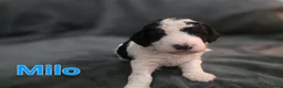 Cockapoo dogs for sale: Beautiful Cockapoo Puppies (5 Boys, 1 Girl) in Doncaster - Advert 39