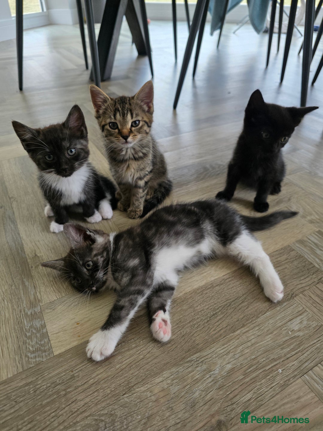 Mixed Breed cats for sale: 5 Beautiful Kittens - Image 4