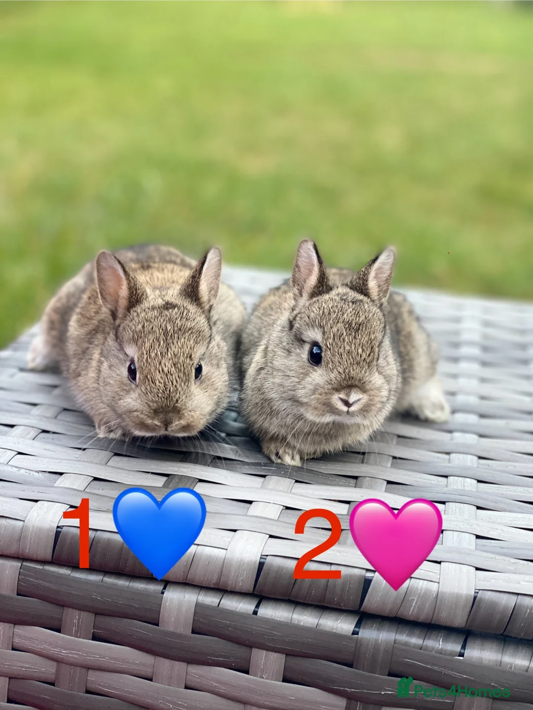 Netherland Dwarf rabbits for sale: Ready for New Home Purebred Netherland Dwarf  - Advert 2