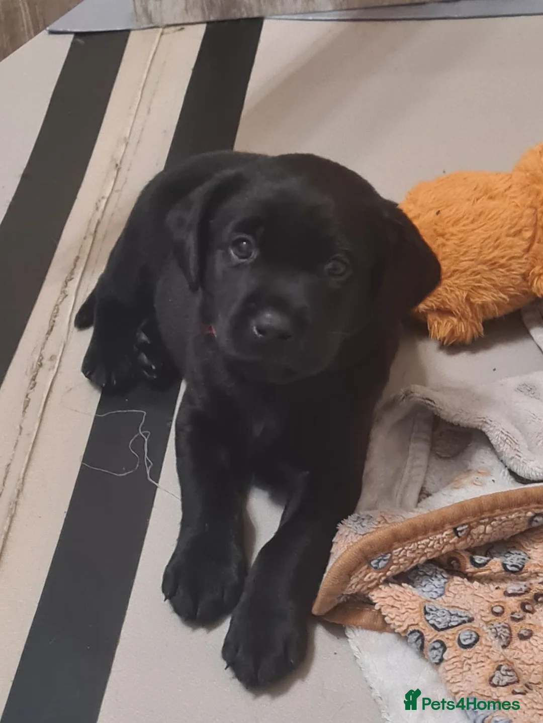 Labrador Retriever dogs for sale: Ready to leave! black KC Labrador Puppies - Advert 1