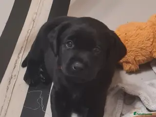 Labrador Retriever dogs Black & deep yellow/red KC Labrador Puppies - Advert 13
