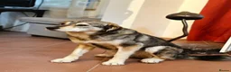Mixed Breed dogs for adoption: Lajka – Gentle, Sweet Natured Girl - Advert 6