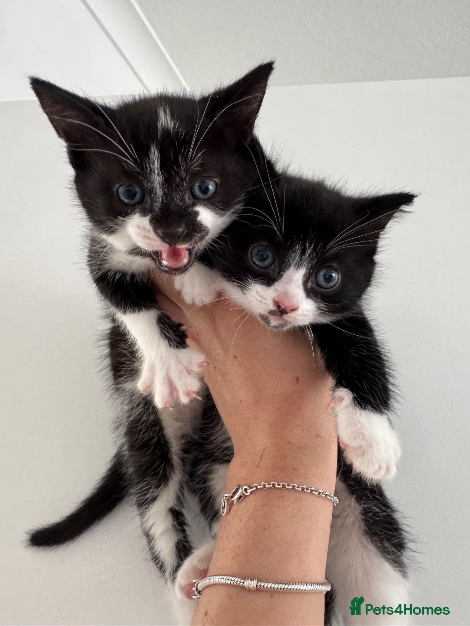 Mixed Breed cats 2 B&W kittens ready to go  - Advert 7