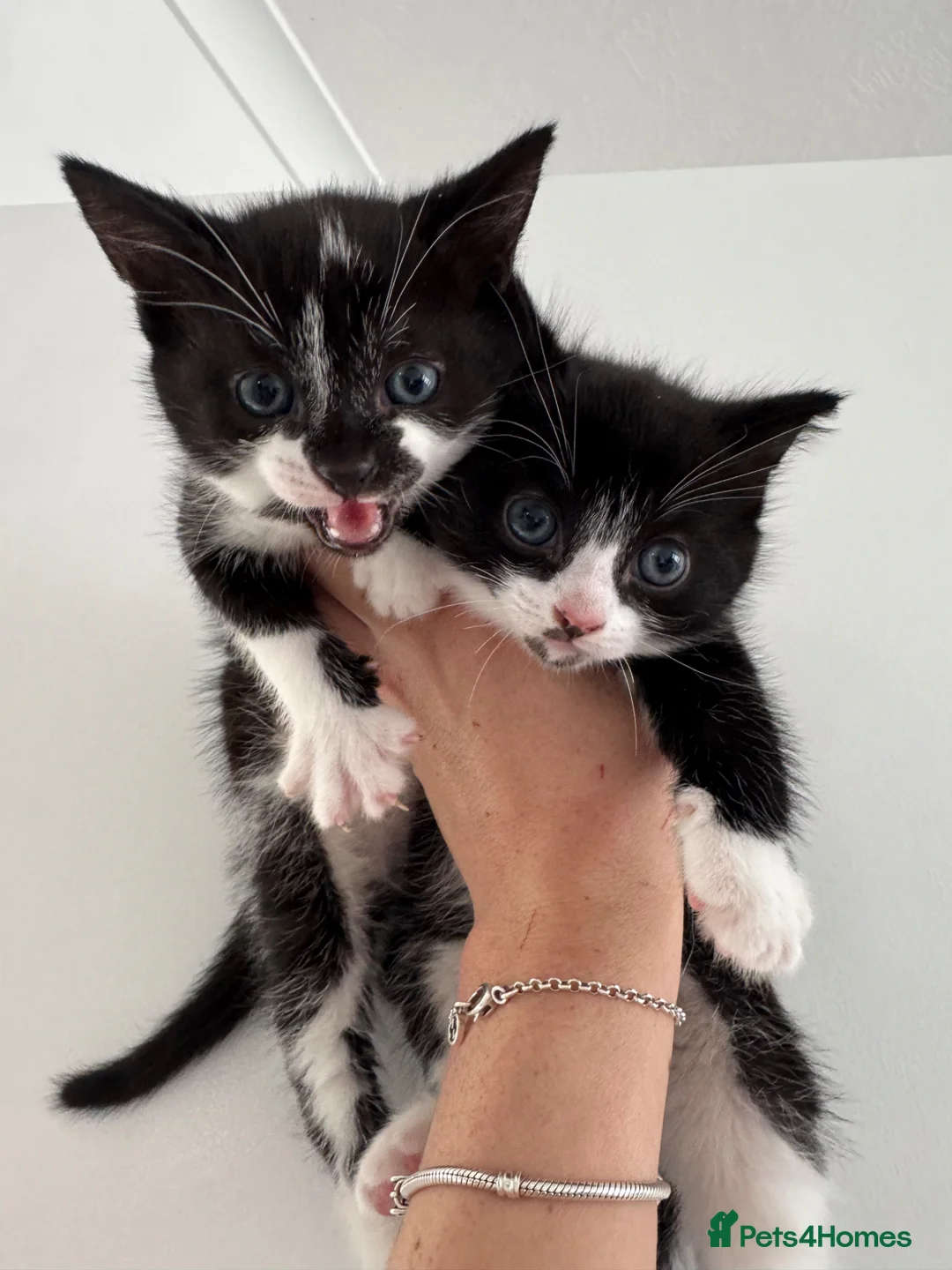 Mixed Breed cats for sale: 2 Kittens ReadyTOGO! £150 - Advert 1