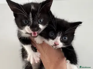 Mixed Breed cats 2 Kittens ReadyTOGO! Collect today for180 - Advert 9