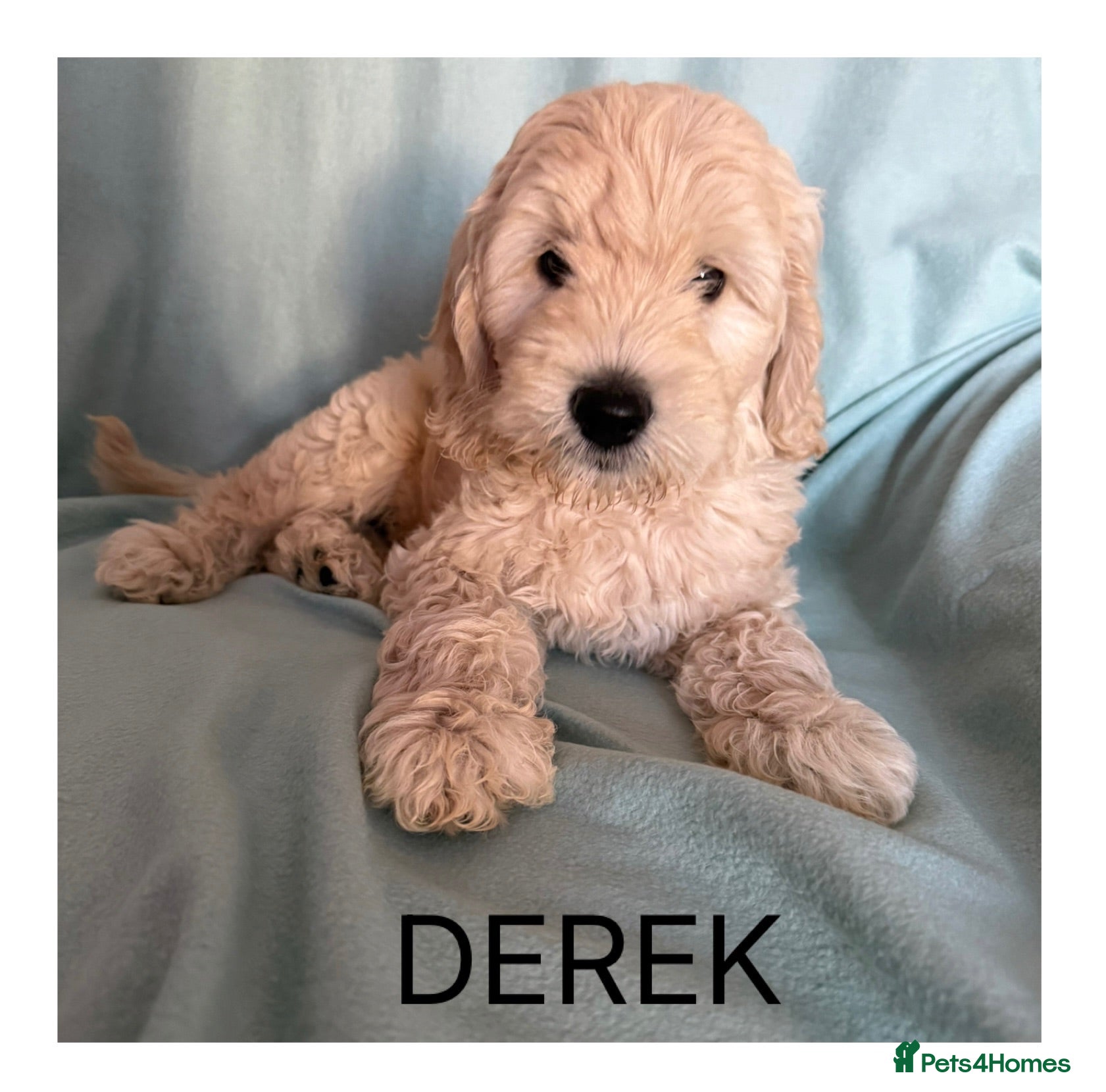 Mixed Breed dogs Multigen Double Labradoodles ( only 1 boy left ) - Advert 1