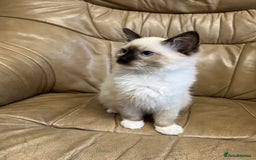 Ragdoll cats for sale: READY TO GO! Beautiful Ragdoll Kittens - Image 4