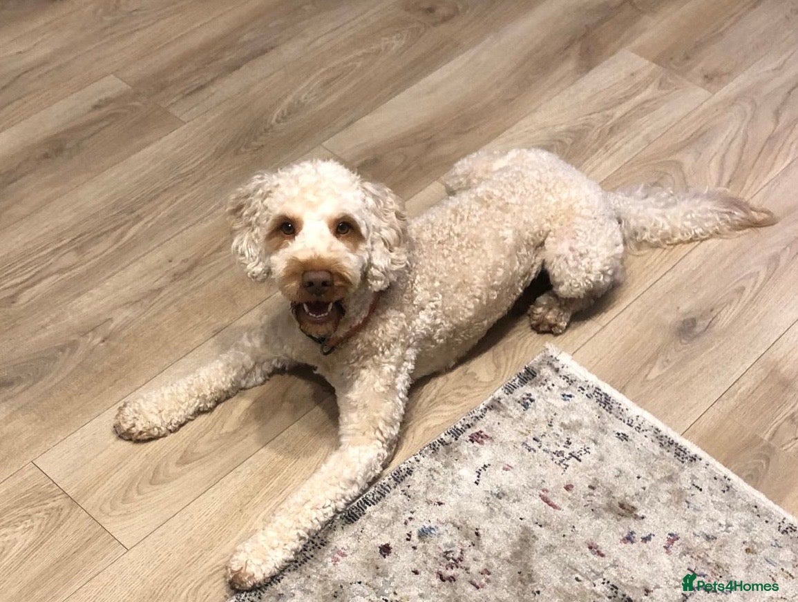 Cockapoo dogs Teddy, ready for stud, stud approved  - Advert 16