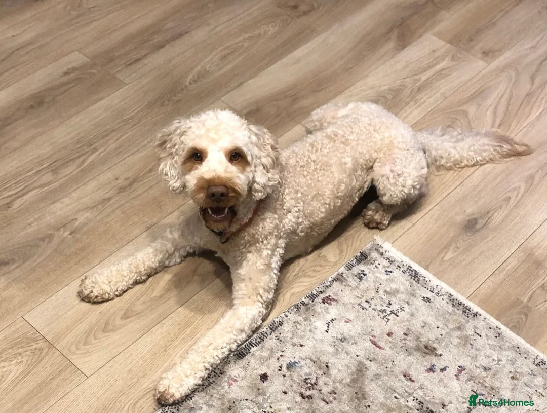 Cockapoo dogs for stud: Teddy, ready for stud, stud approved  - Advert 1