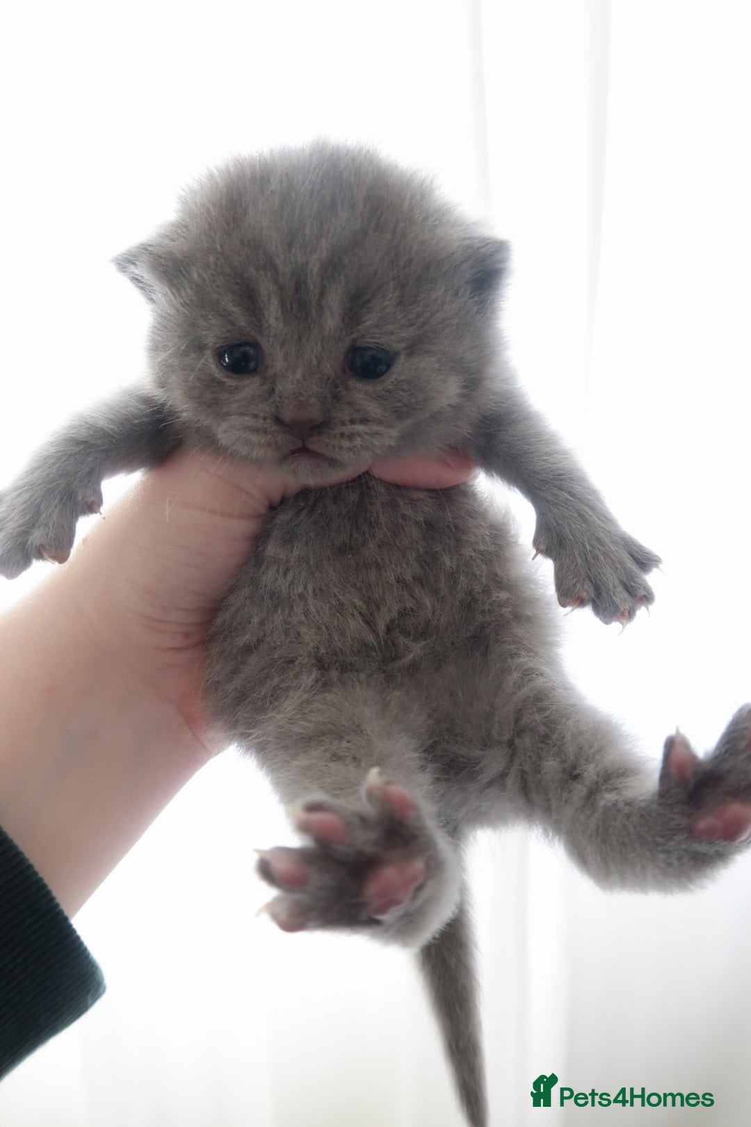British Shorthair cats for sale: 2 left -GCCF Registered British Shorthair Kittens  - Advert 20