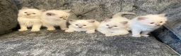 Ragdoll cats for sale: Ragdoll kittens - Advert 3