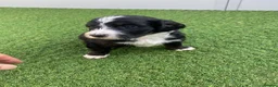 Bernedoodle dogs for sale: Beautiful Tri colour bernedoodle puppies  - Advert 9