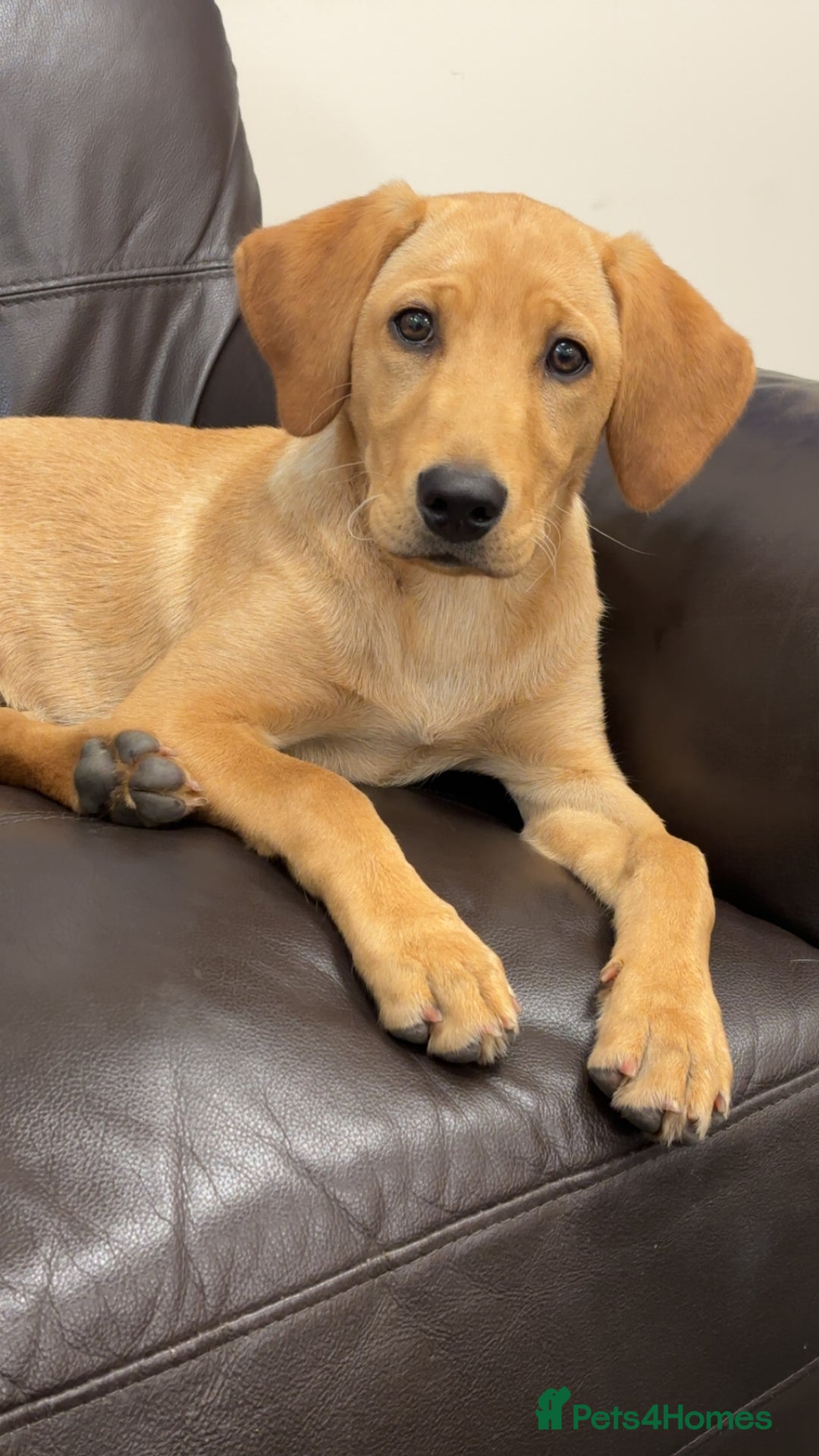 Labrador Retriever dogs for sale: Kc reg health tested home bred labrador puppy - Image 2