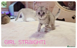 Scottish Fold cats for sale: SCOTTISH FOLD KITTENS ( DELIVERY  AVAILABLE) - Image 21
