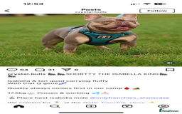 French Bulldog dogs for sale: Kc Registered 5 Generation Pedigree Quality  - Image 28