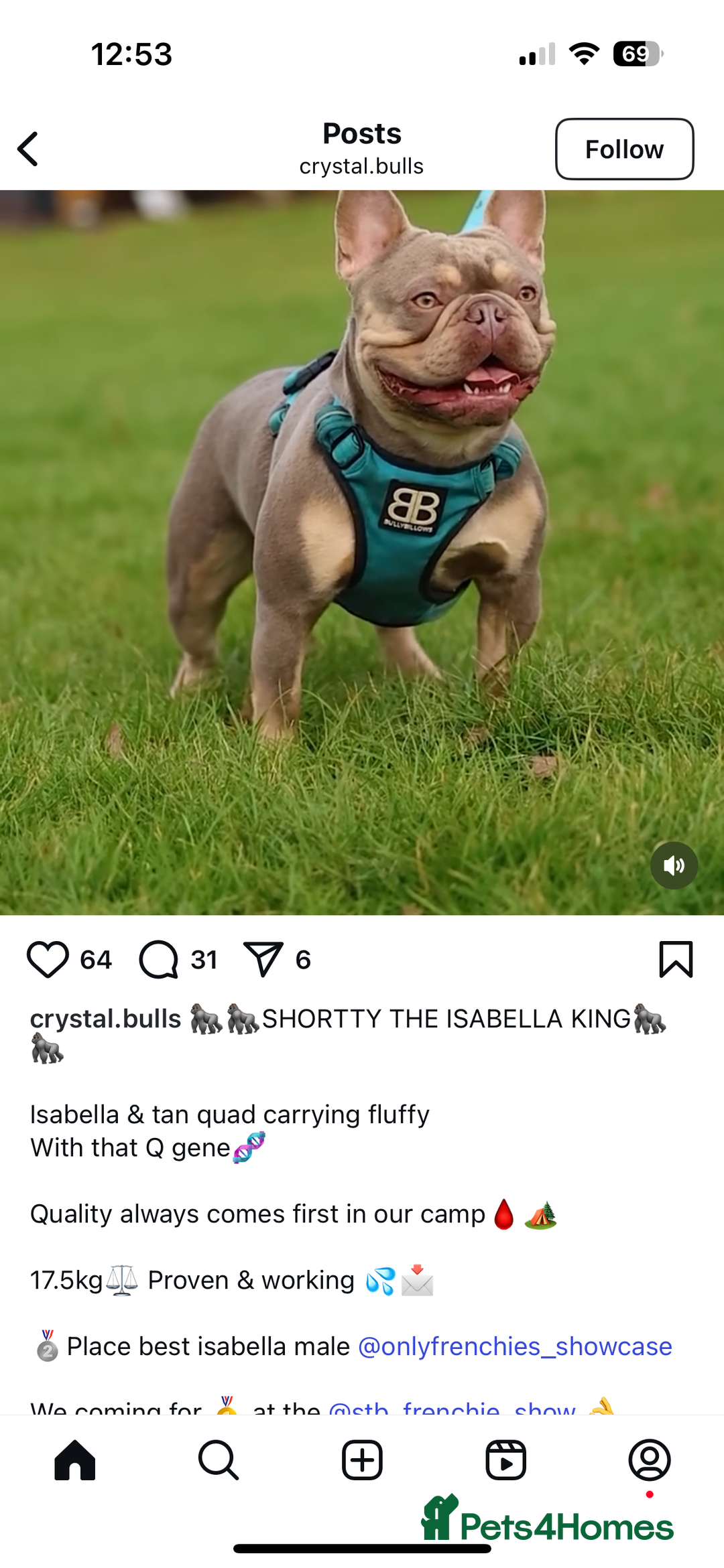 French Bulldog dogs for sale: Kc Registered 5 Generation Pedigree Quality  - Image 28