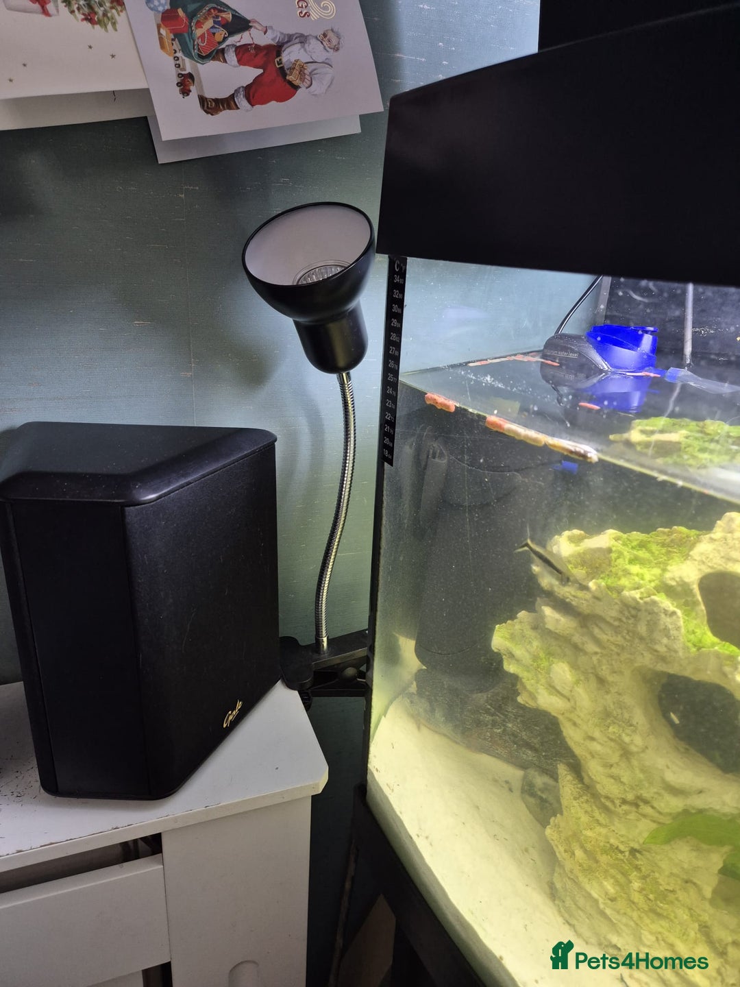 Other/Mixed Breed fish for sale: Fluvel fish tank complete set up  - Advert 21