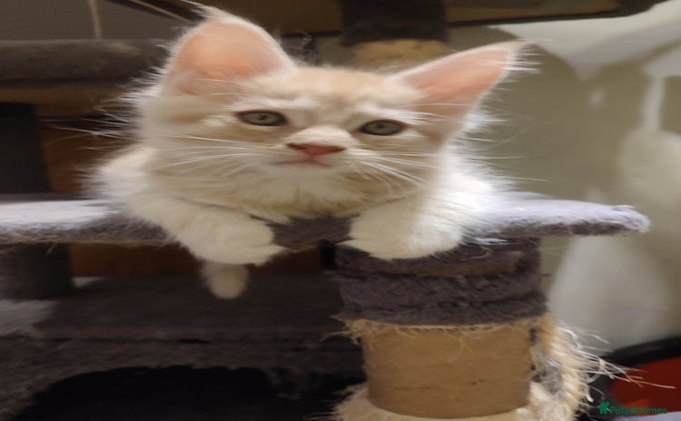 Maine Coon cats - Advert 1