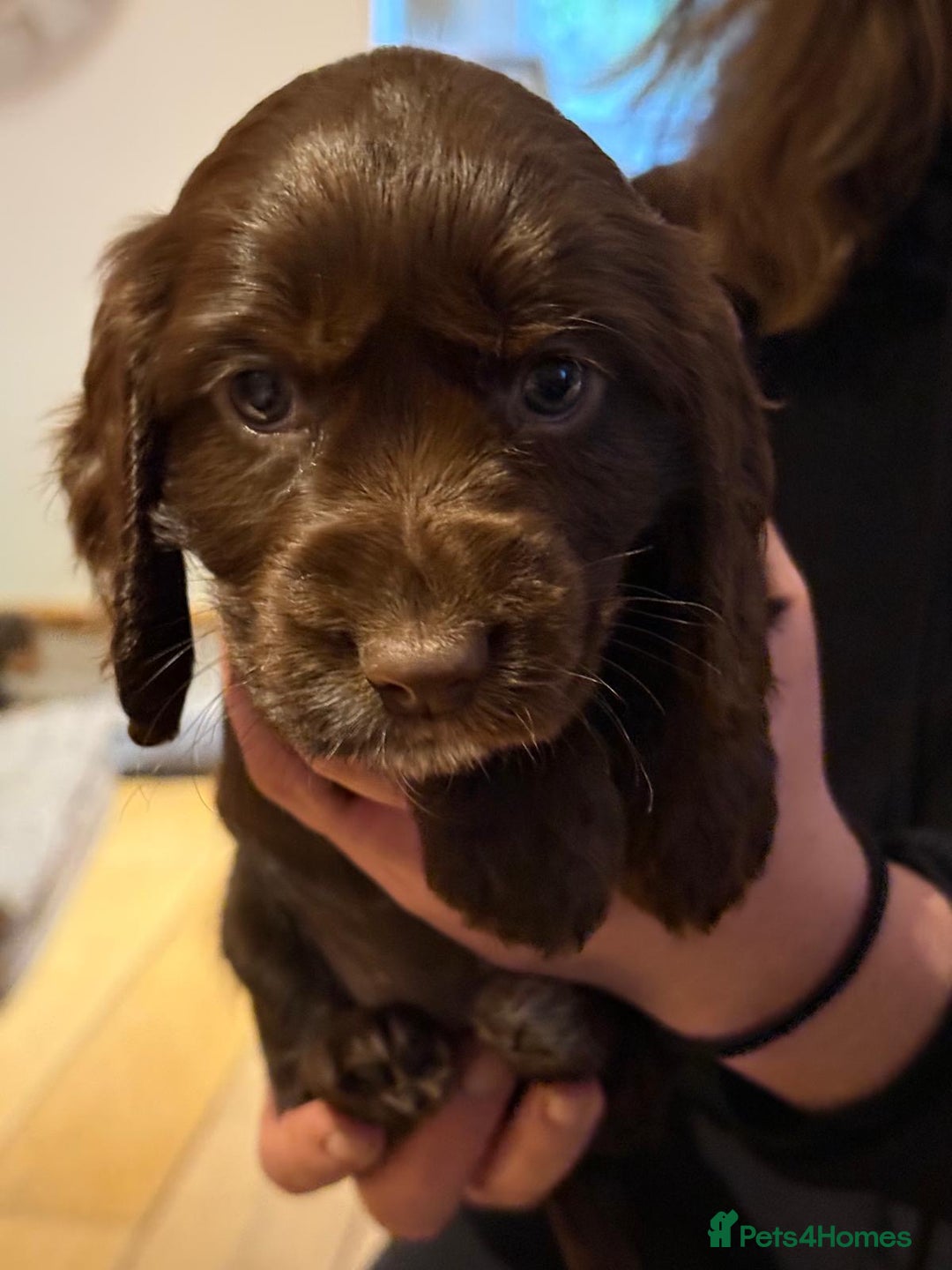 Cocker Spaniel dogs for sale: 2 cocker spaniel puppies left - Advert 3
