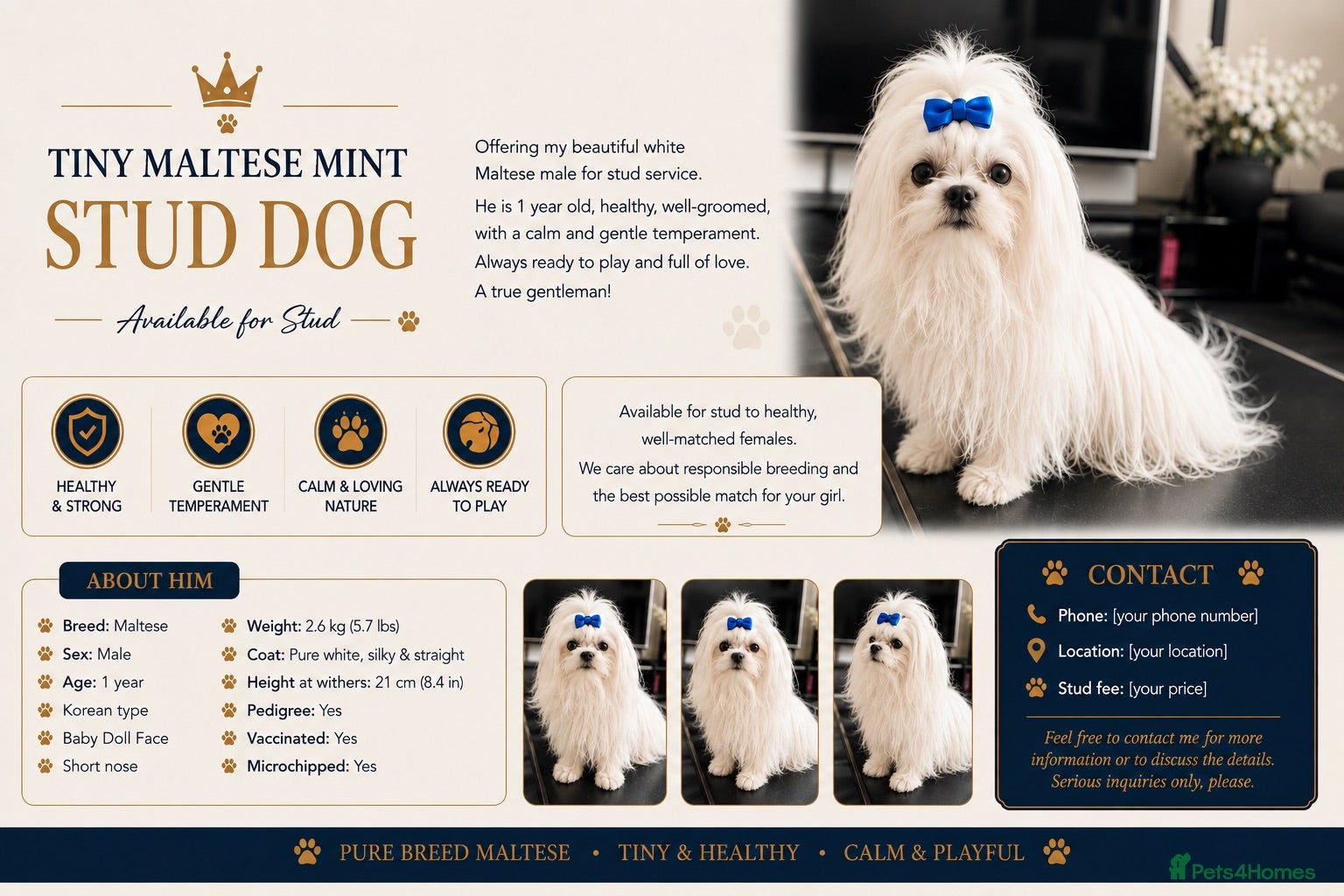 Maltese dogs Gorgeous Maltese dog for stud. - Advert 9