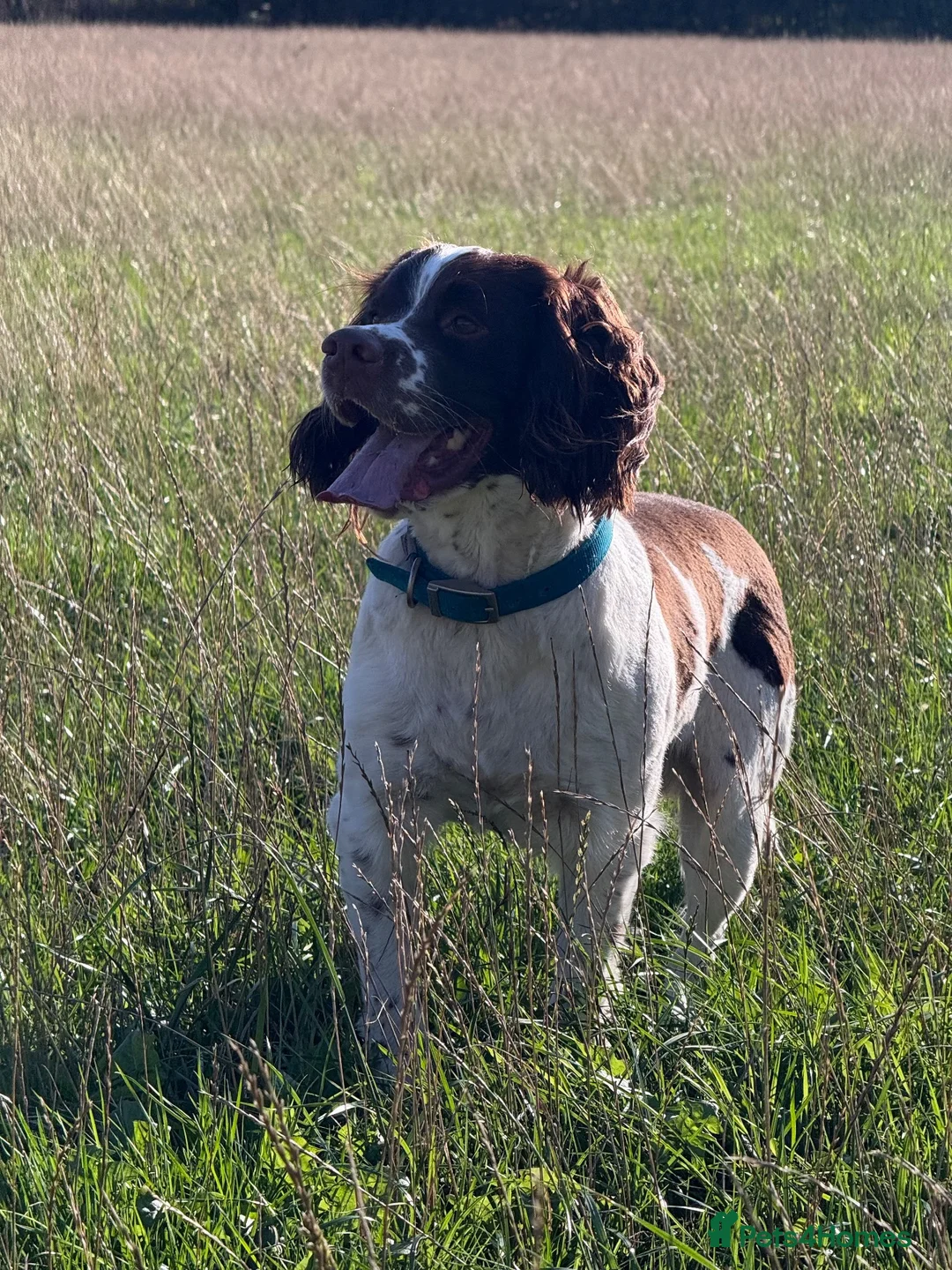 English Springer Spaniel dogs for sale: English springer spaniel  - Advert 13