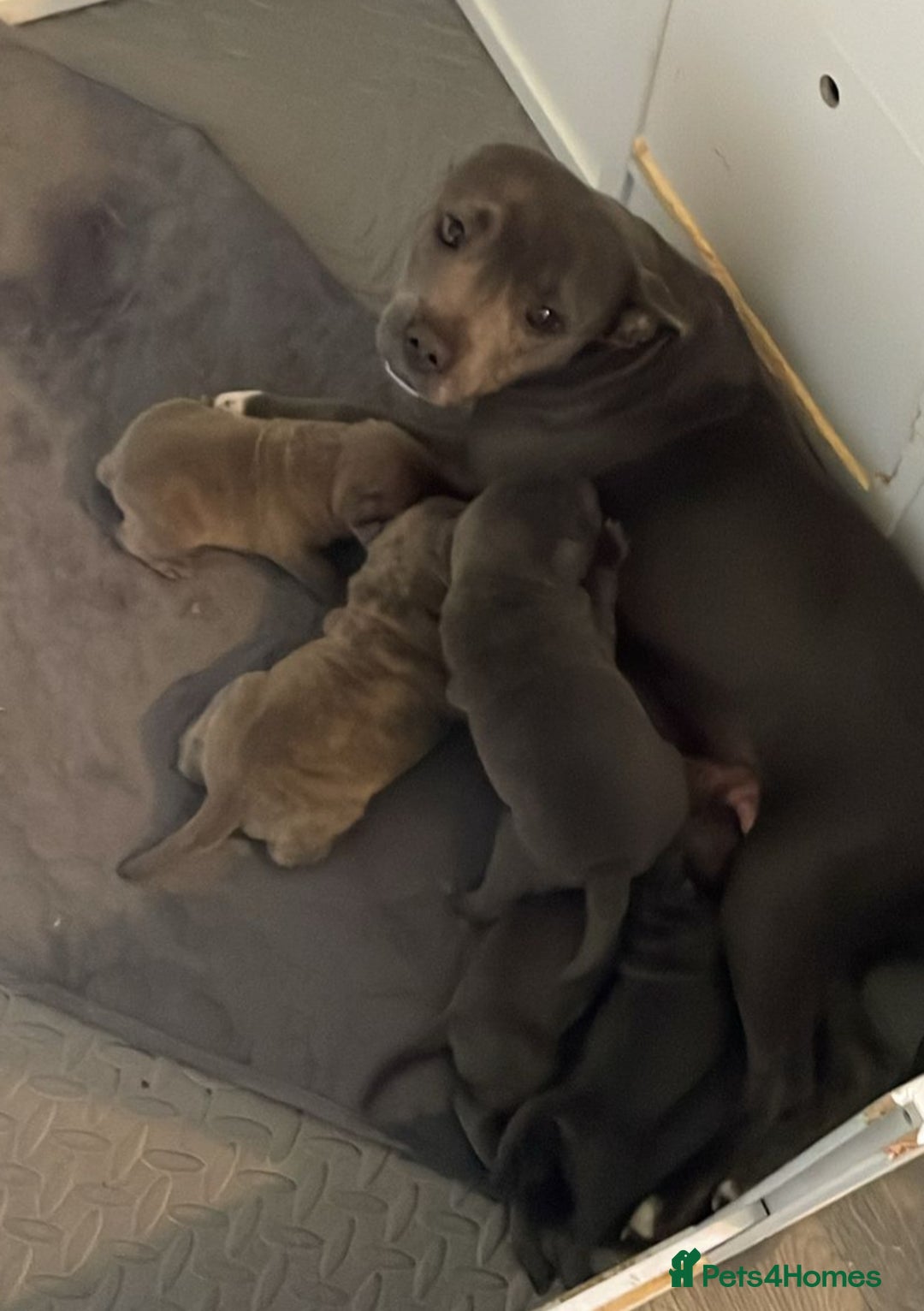 Staffordshire Bull Terrier dogs for sale: Blue staffy x sharpei  - Image 8