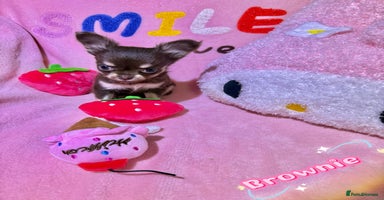 Chihuahua dogs - Advert 2