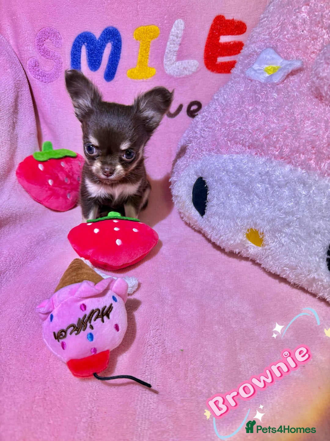 Chihuahua dogs for sale: 🔥 Adorable long-haired Chihuahua puppies for sale - Image 3