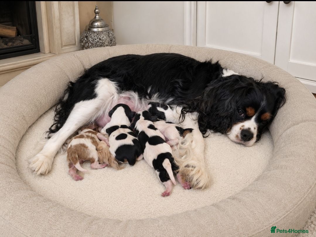 Cavalier King Charles Spaniel dogs 2 Tricolour Boys & 1 Blenheim Girl - Advert 2