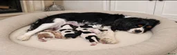 Cavalier King Charles Spaniel dogs for sale: 2 Tricolour Boys & 1 Blenheim Girl - Advert 5