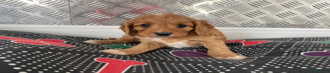 Cavapoo Puppy 2