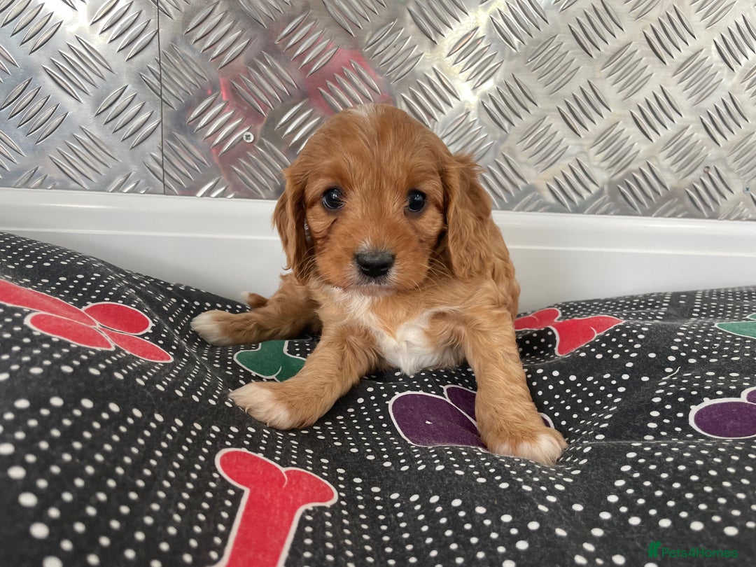 Cavapoo dogs for sale: F1 CAVAPOO puppies for sale  - Image 17