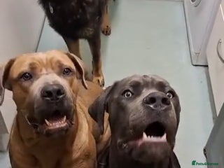 Cane Corso dogs Pure bred blue cane corso puppies for sale - Advert 1