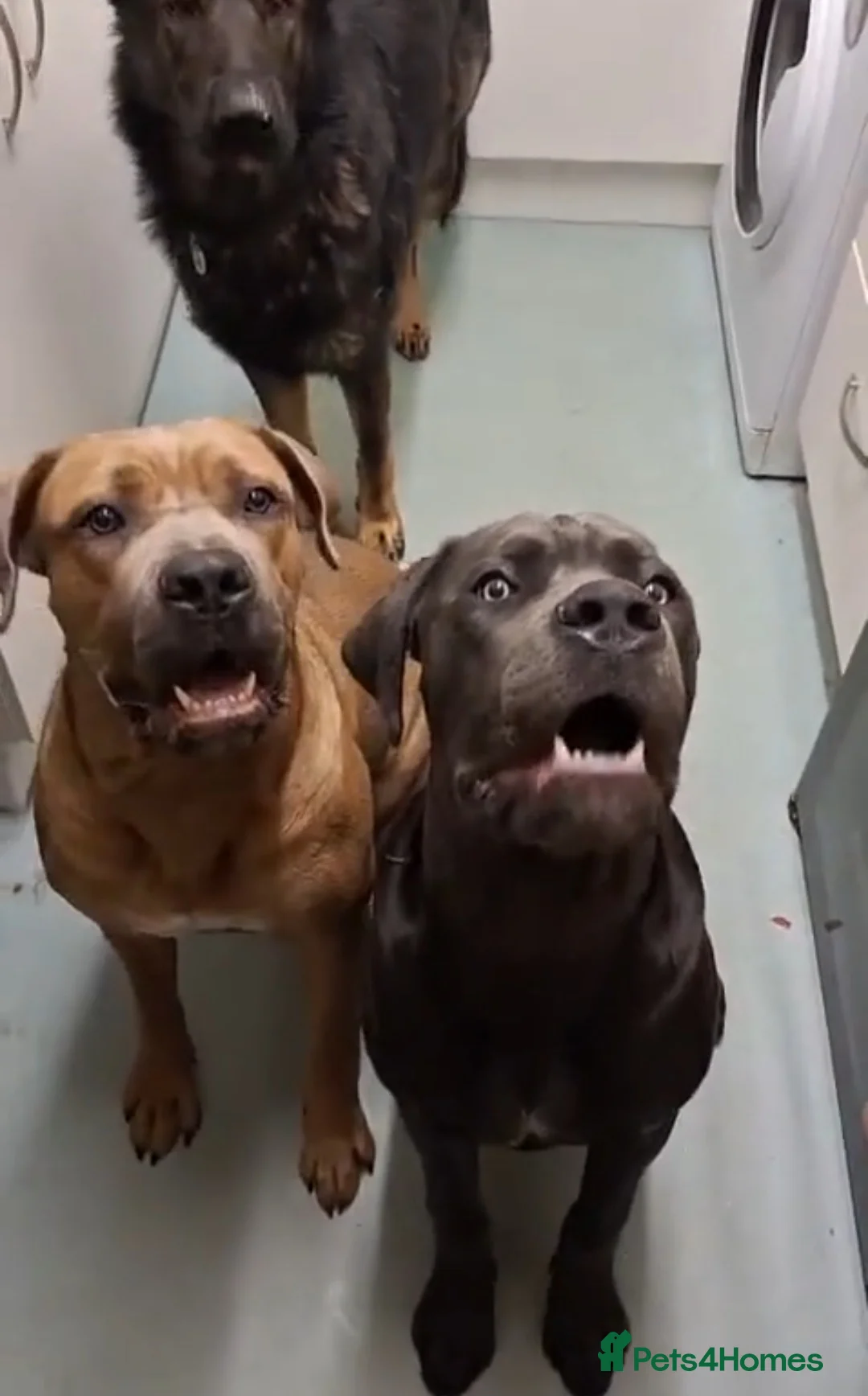 Cane Corso dogs for sale: Pure bred blue cane corso puppies for sale  - Advert 3