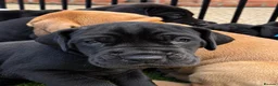 Great Dane dogs for sale: Champion blood exceptional quality black GreatDane - Advert 12
