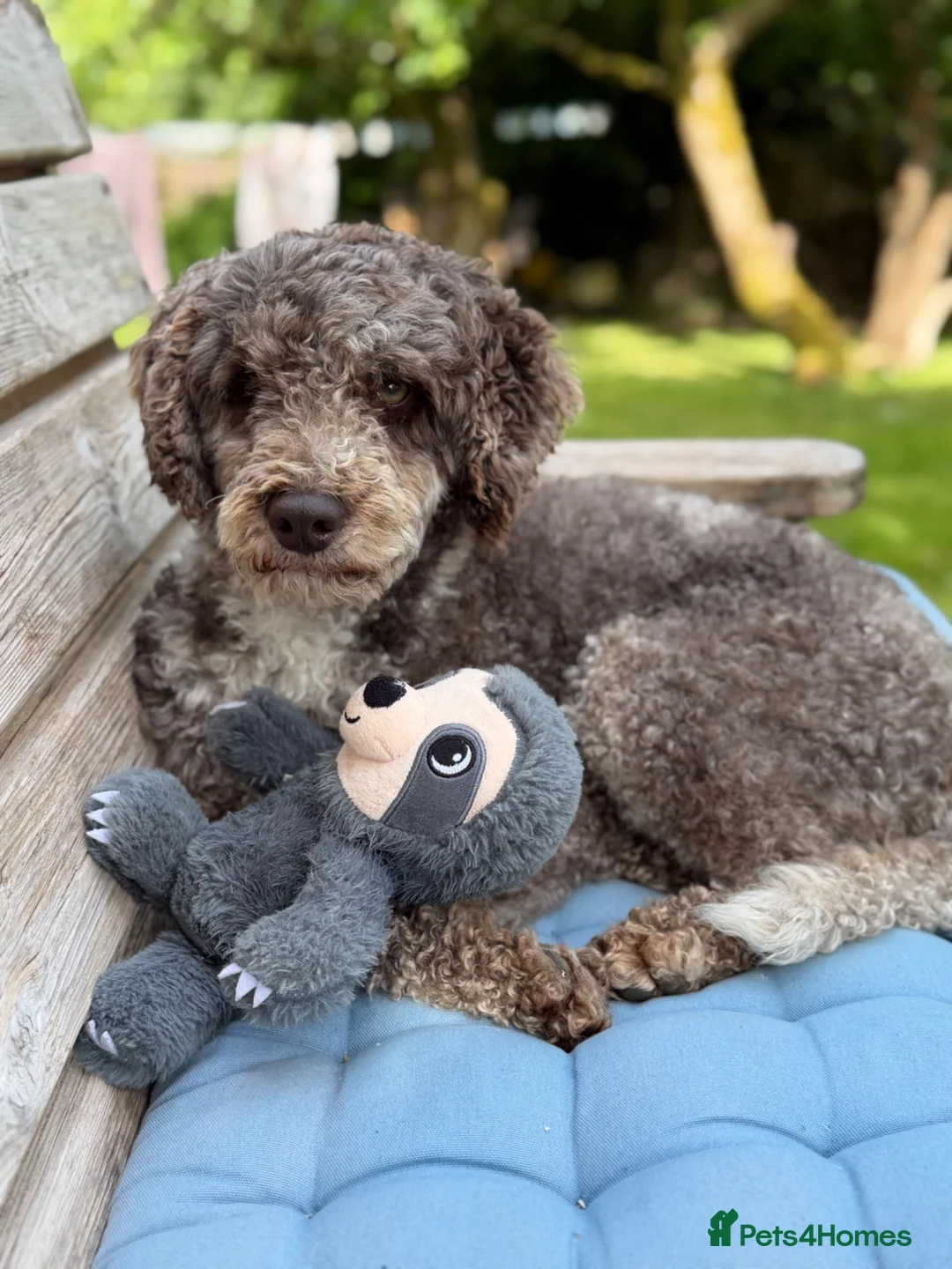 Cockapoo dogs for stud: Miniature Poodle Stud Dog DNA Tested Somerset - Advert 2