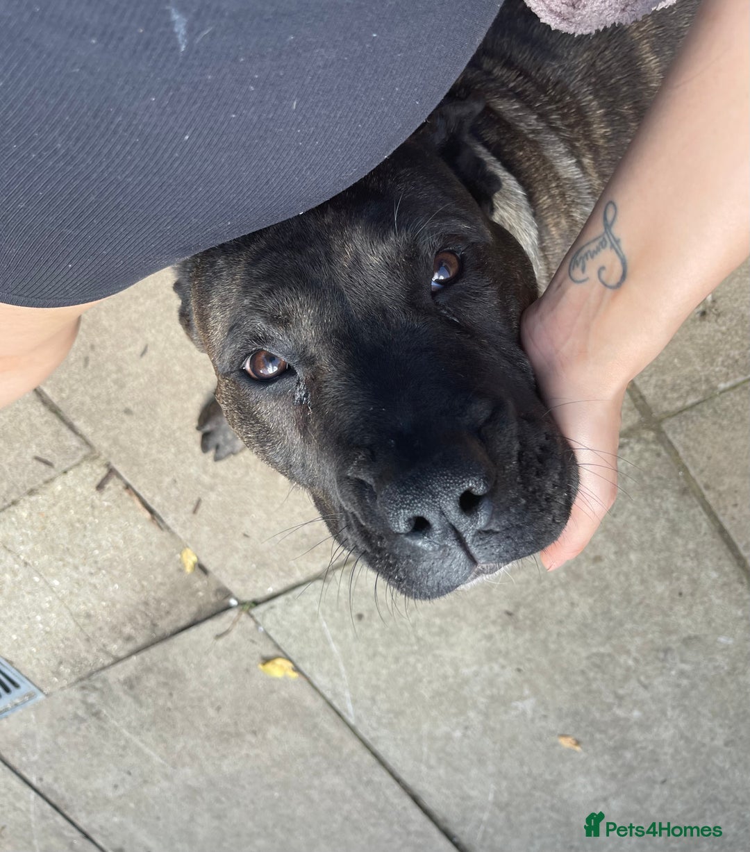 Presa Canario dogs for sale: 5 year old female presa canario  - Image 6