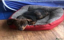 Miniature Dachshund dogs for sale: Stunning coloured dapple dachshund - Image 3
