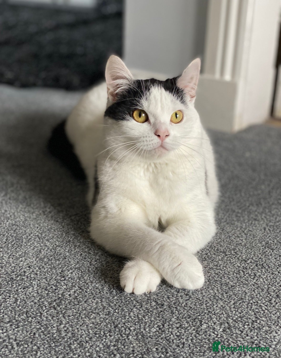 Mixed Breed cats ‘Bertie’ Indoor Female Cat for Sale - Advert 1