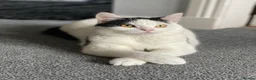 Mixed Breed cats for sale: ‘Bertie’ Indoor Female Cat for Sale - Advert 1