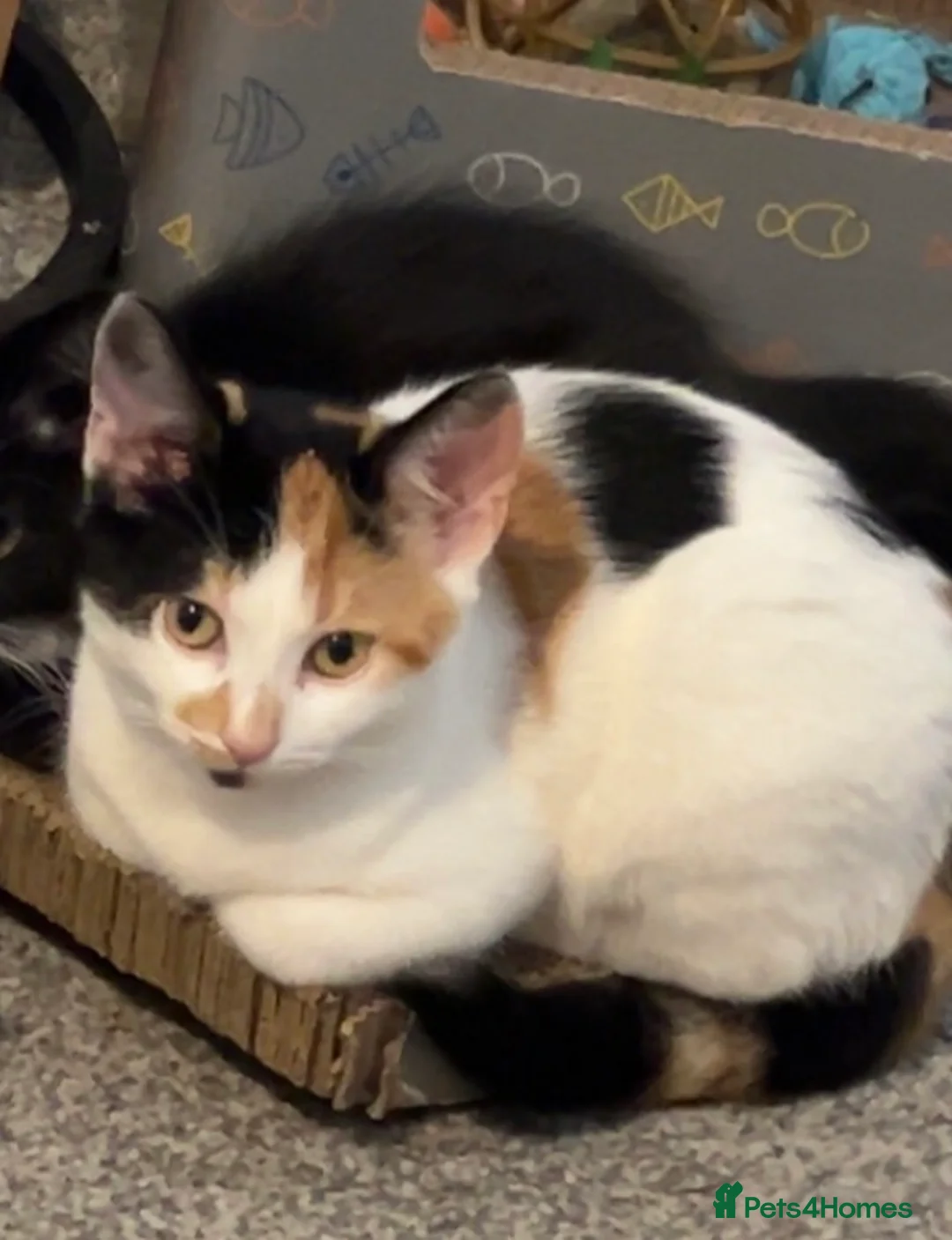 Mixed Breed cats for sale: 4 kittens under 1 needs rehoming - Advert 1