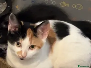 Mixed Breed cats 4 kittens under 1 needs rehoming - Advert 6