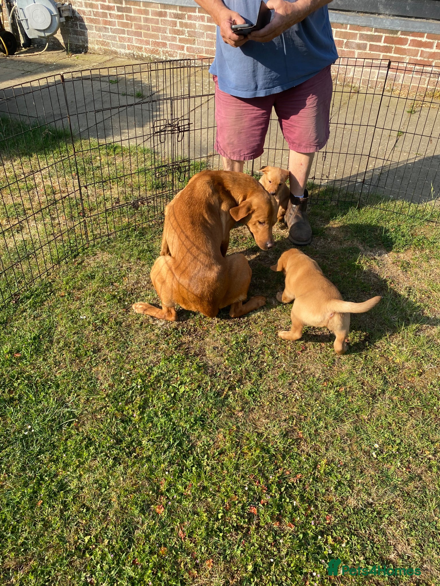 Labrador Retriever dogs Labrador puppies for sale - Advert 1