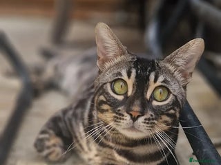 Bengal cats OUTSTANDING SILVER CHARCOAL BENGAL STUD - Advert 1