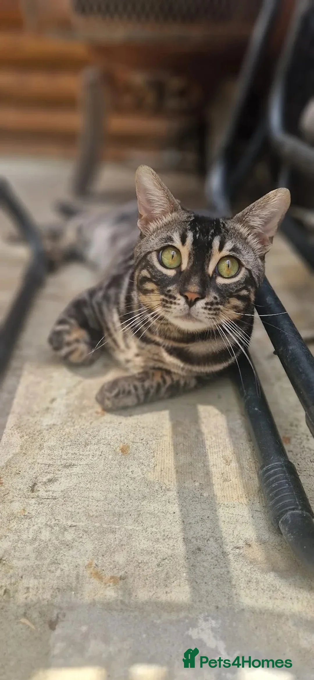 Bengal cats for stud: OUTSTANDING SILVER CHARCOAL BENGAL STUD - Advert 2