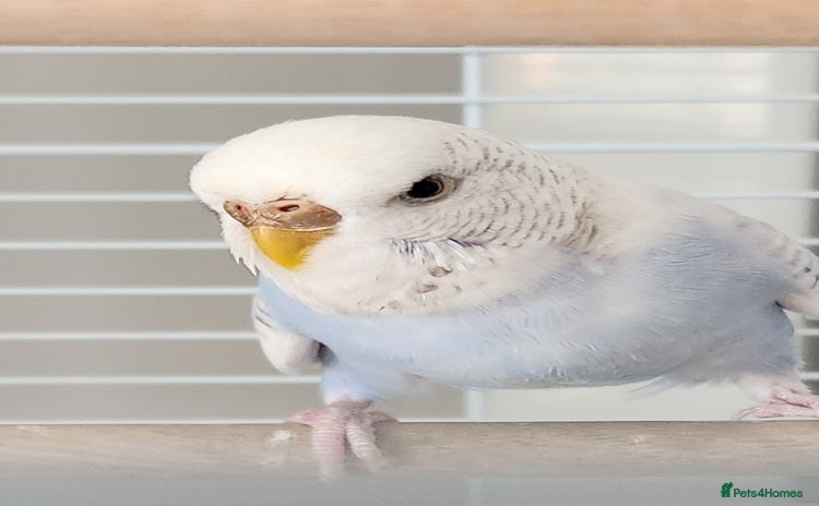 Budgerigars birds - Advert 5