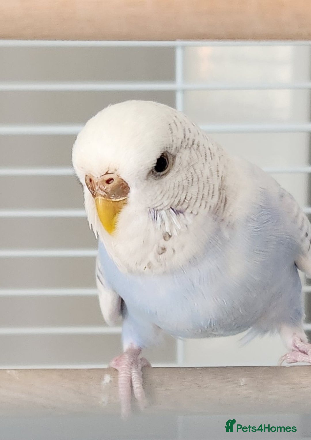 Budgerigars birds for sale: Young female budgie  - Image 1