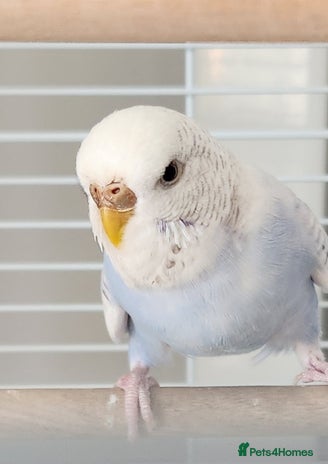 Budgerigars birds - Advert 7