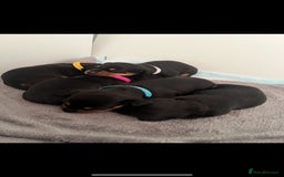 Miniature Dachshund dogs for sale: miniature dachshund pups - Image 8